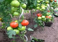 1.5Mのチェーン・リンクの塀の付属品のトマトのSprialの植物サポート