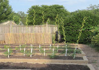庭のための1.8Mの長さ5.5MMワイヤー トマトの螺線形の棒