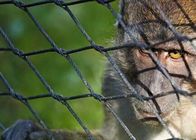 小さい鳥の金属線ロープの網猿のエンクロージャSsの動物園純囲う適用範囲が広いケーブルの網